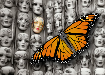 monarch
