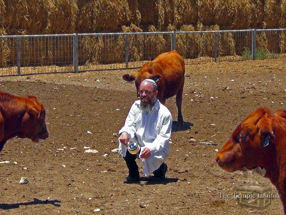 red-heifer-rabbi-small